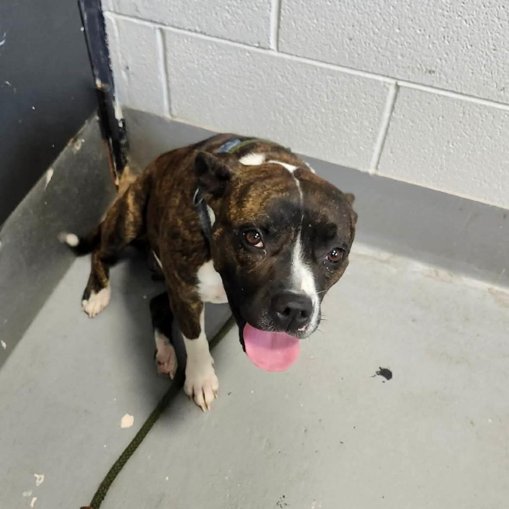 Waverly, Adoptable, Adult Female Mixed Breed.