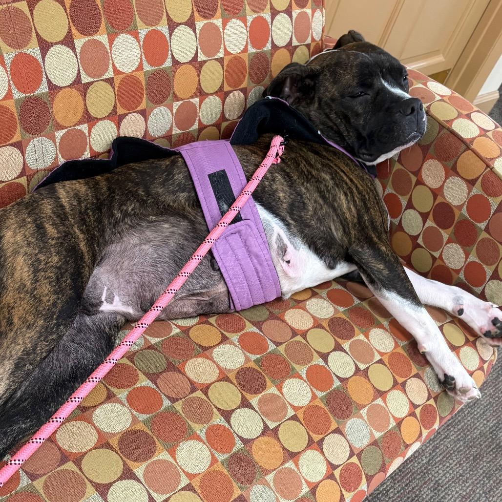 Enlarge Waverly, a Adoptable Mixed Breed in Beckley, WV image 2/2