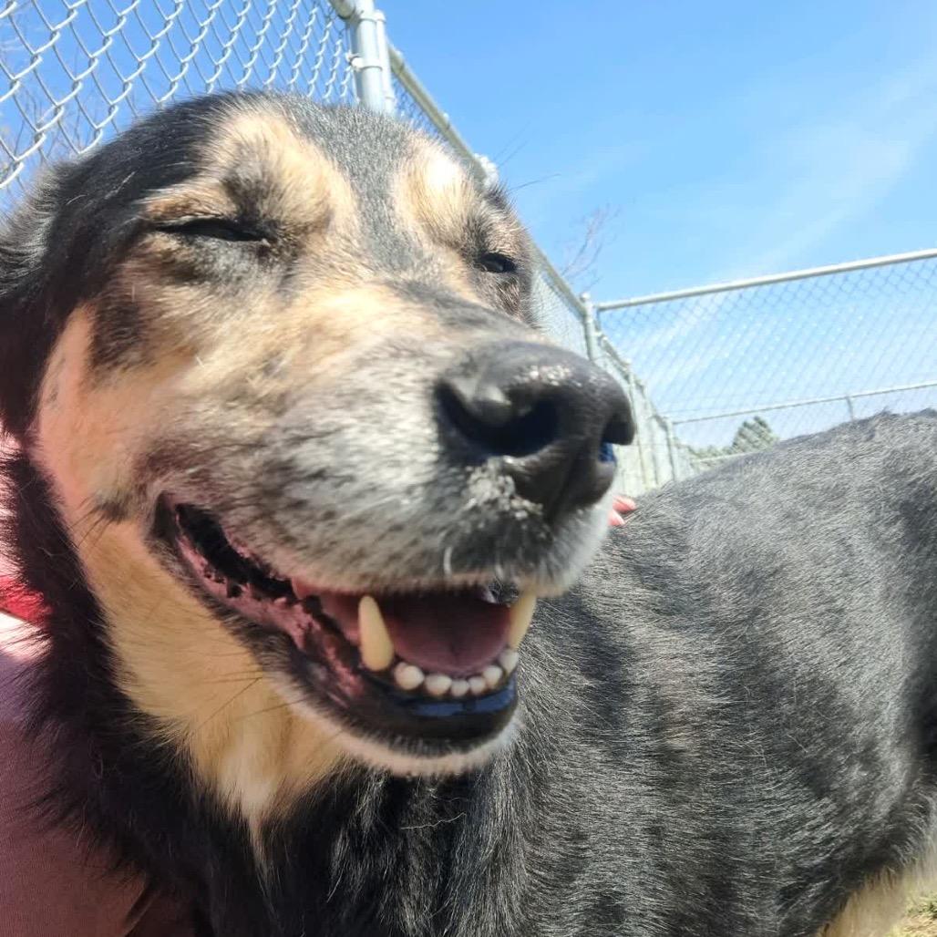 Bear *AVAILABLE IN FOSTER*, Adoptable, Adult Male Mixed Breed.