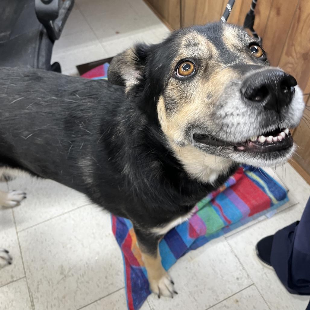 Enlarge Bear *AVAILABLE IN FOSTER*, a Adoptable Mixed Breed in Columbiana, AL image 2/5
