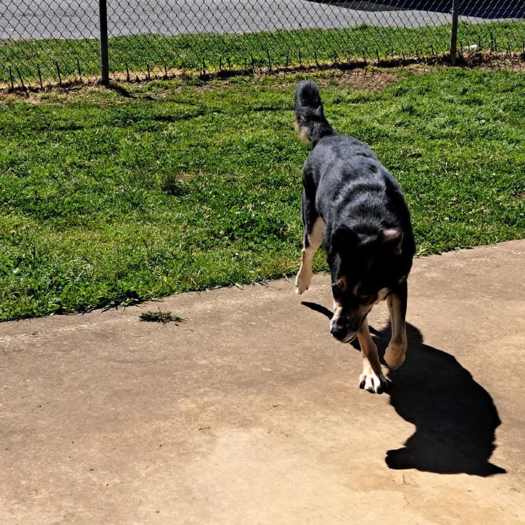 Enlarge Bear *AVAILABLE IN FOSTER*, a Adoptable Mixed Breed in Columbiana, AL image 3/5