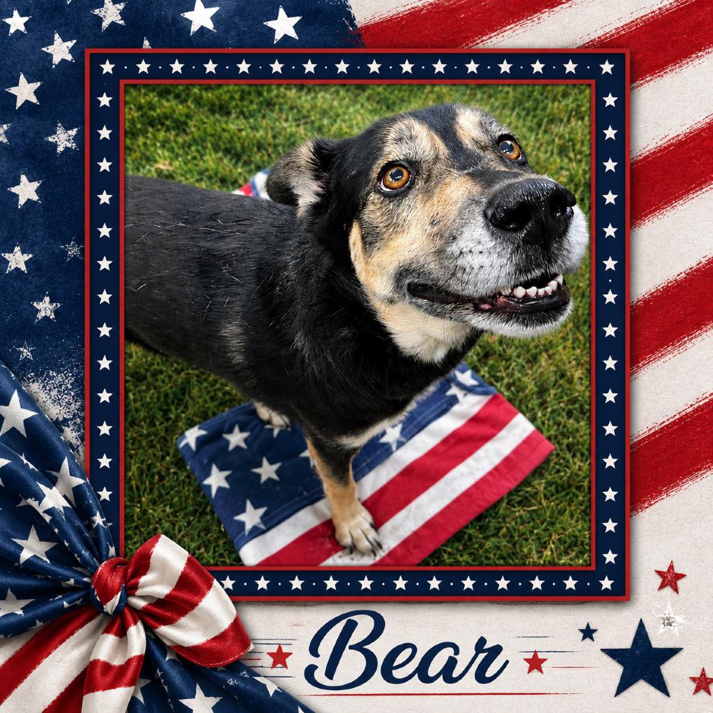 Bear *AVAILABLE IN FOSTER*, a Adoptable Mixed Breed in Columbiana, AL image 3/4