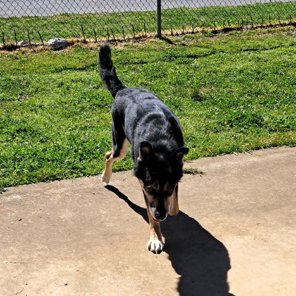 Enlarge Bear *AVAILABLE IN FOSTER*, a Adoptable Mixed Breed in Columbiana, AL image 4/5