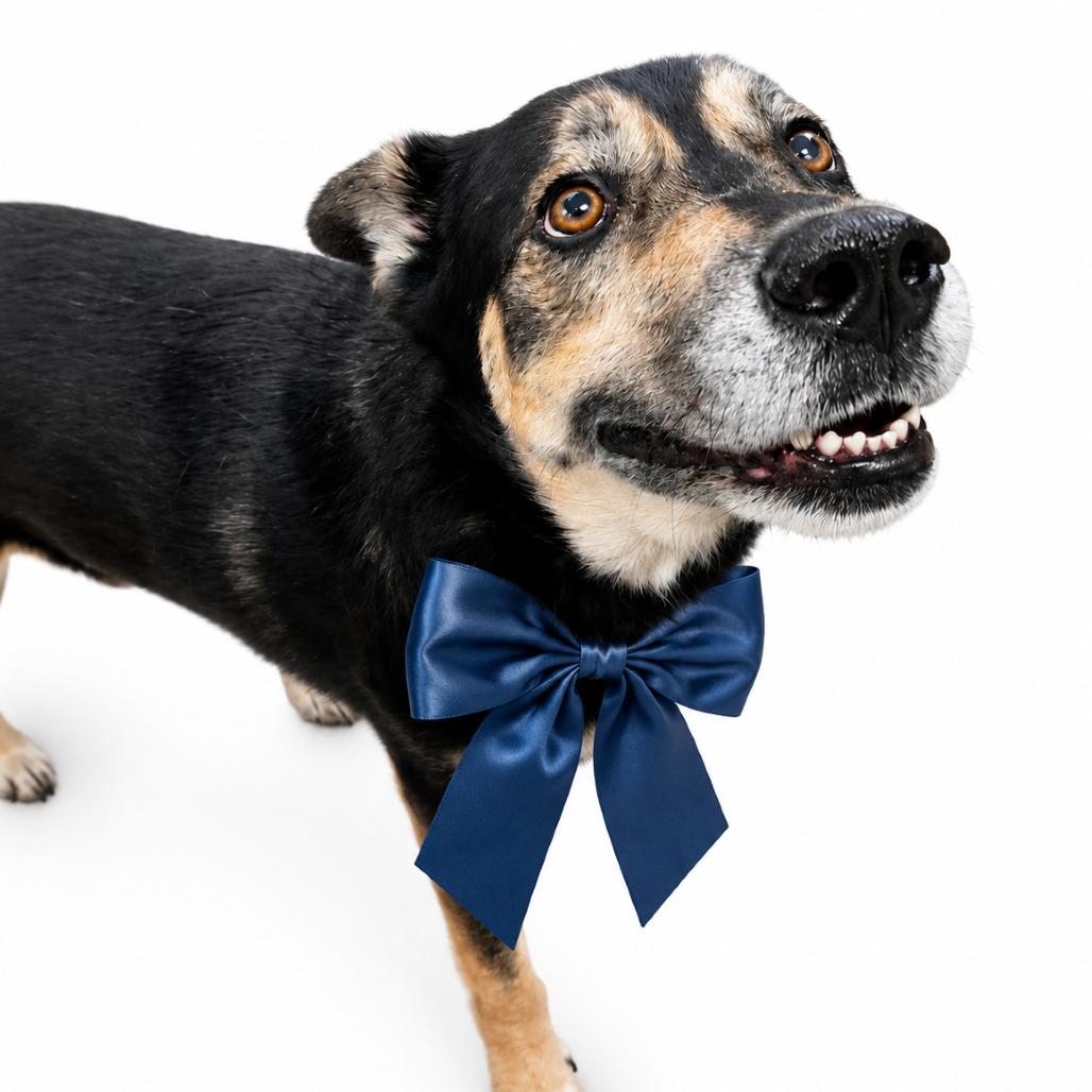 Bear *AVAILABLE IN FOSTER*, a Adoptable Mixed Breed in Columbiana, AL image 4/4