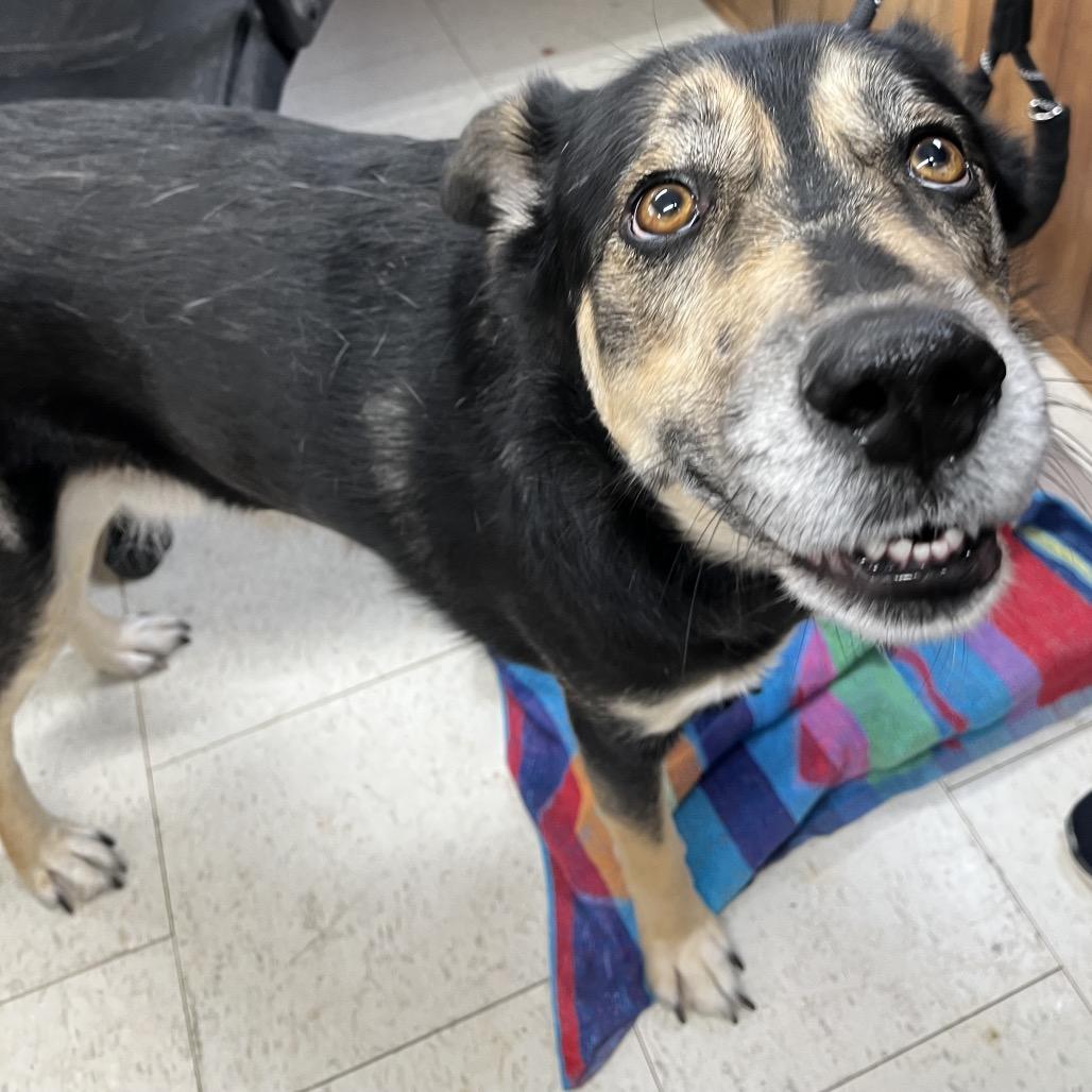 Enlarge Bear *AVAILABLE IN FOSTER*, a Adoptable Mixed Breed in Columbiana, AL image 5/5