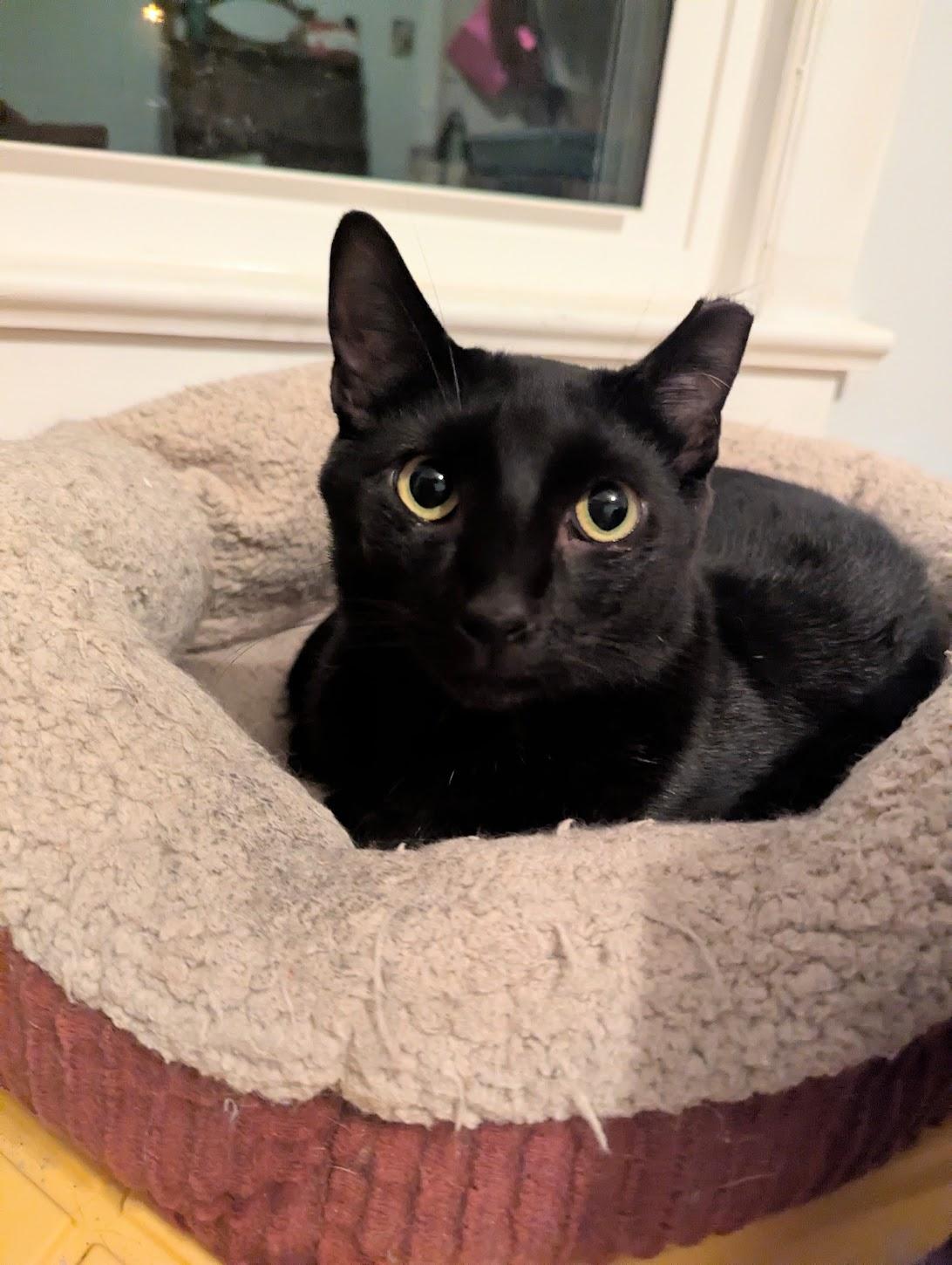 Enlarge Spencer, a Adoptable Bombay in Maryville, TN image 2/6