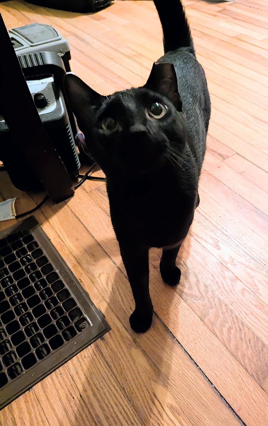 Enlarge Spencer, a Adoptable Bombay in Maryville, TN image 1/6