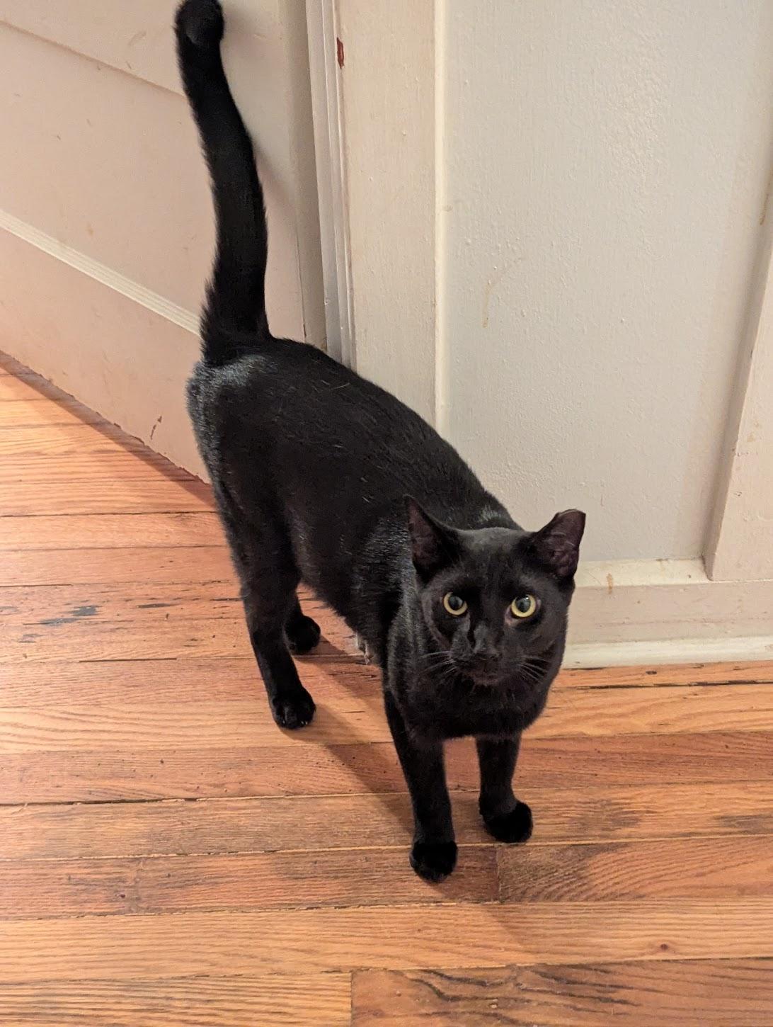 Enlarge Spencer, a Adoptable Bombay in Maryville, TN image 6/6