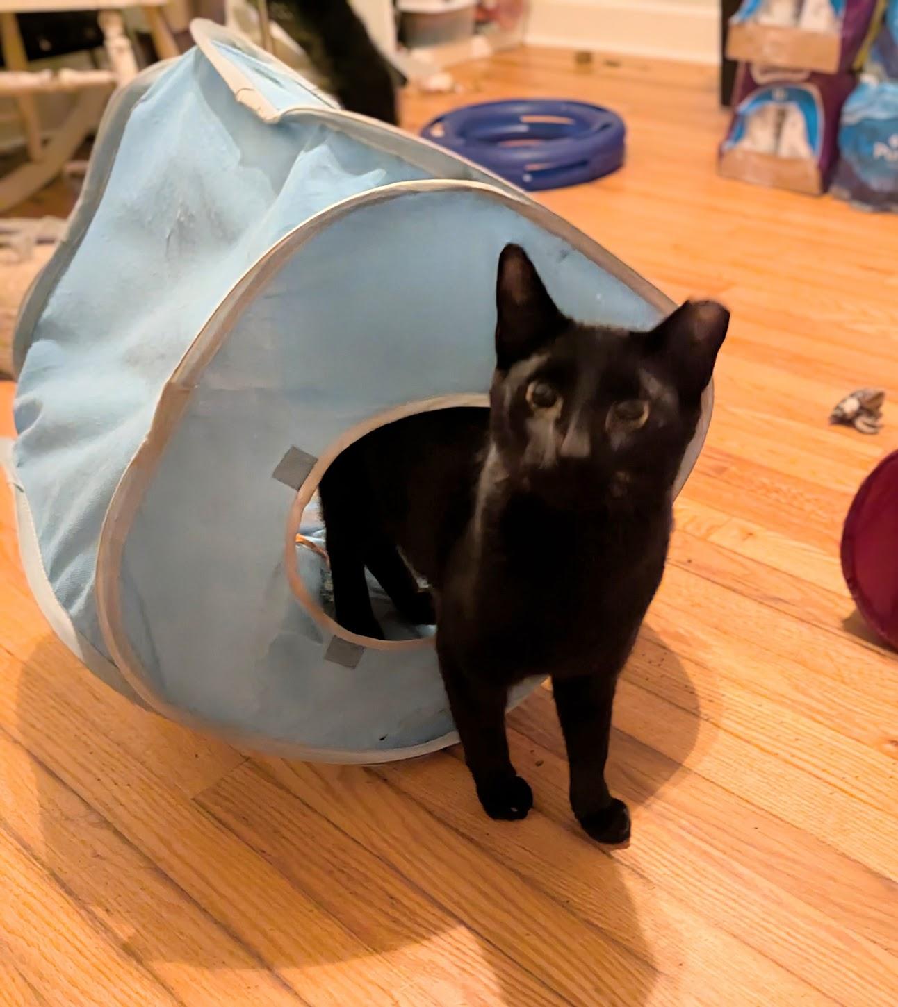 Enlarge Spencer, a Adoptable Bombay in Maryville, TN image 5/6