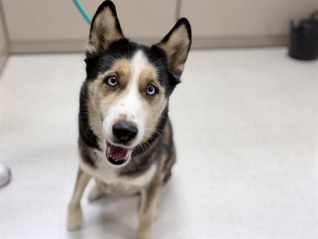 JUNEAU, Adoptable, Adult Male Husky & German Shepherd Dog.