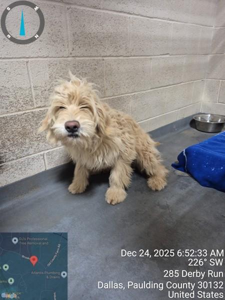 25-12-3682a Beth, a Adoptable mixed breed in Dallas, GA image 1/2