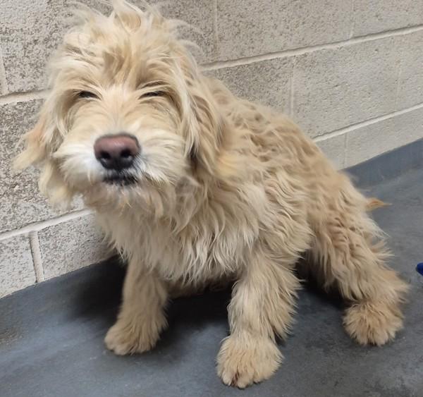 25-12-3682a Beth, a Adoptable mixed breed in Dallas, GA image 2/2