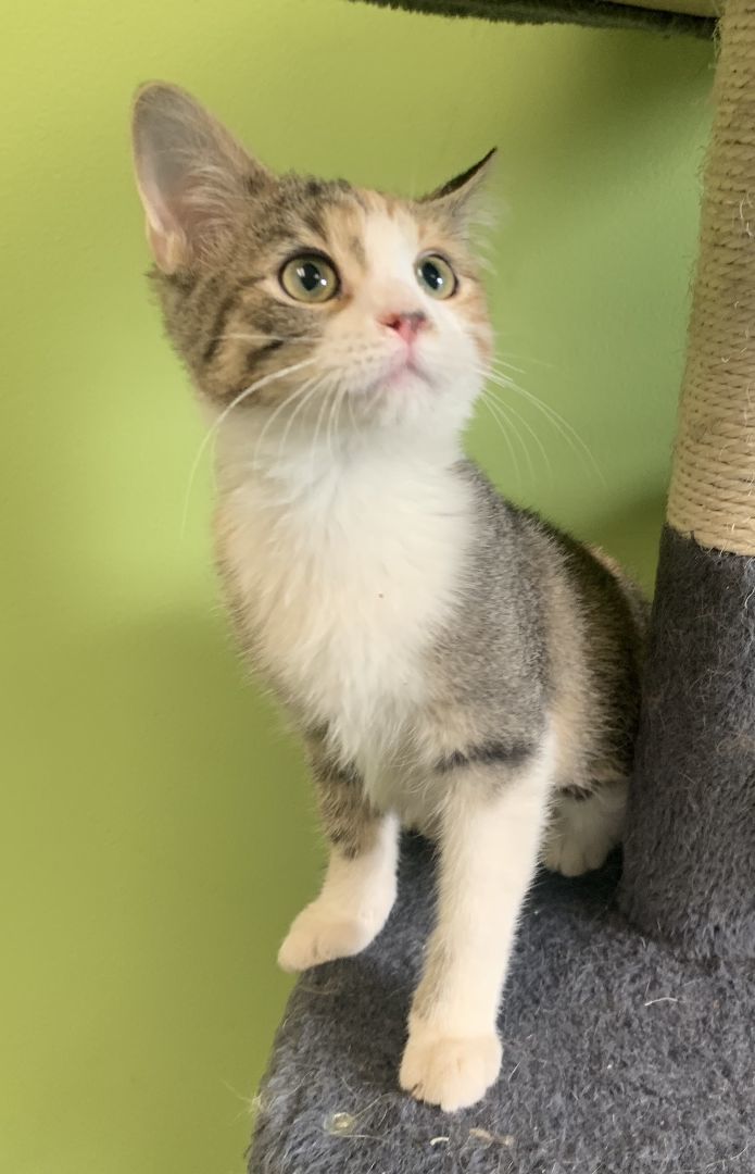May, an adopted Domestic Short Hair in Normal, IL_image-1