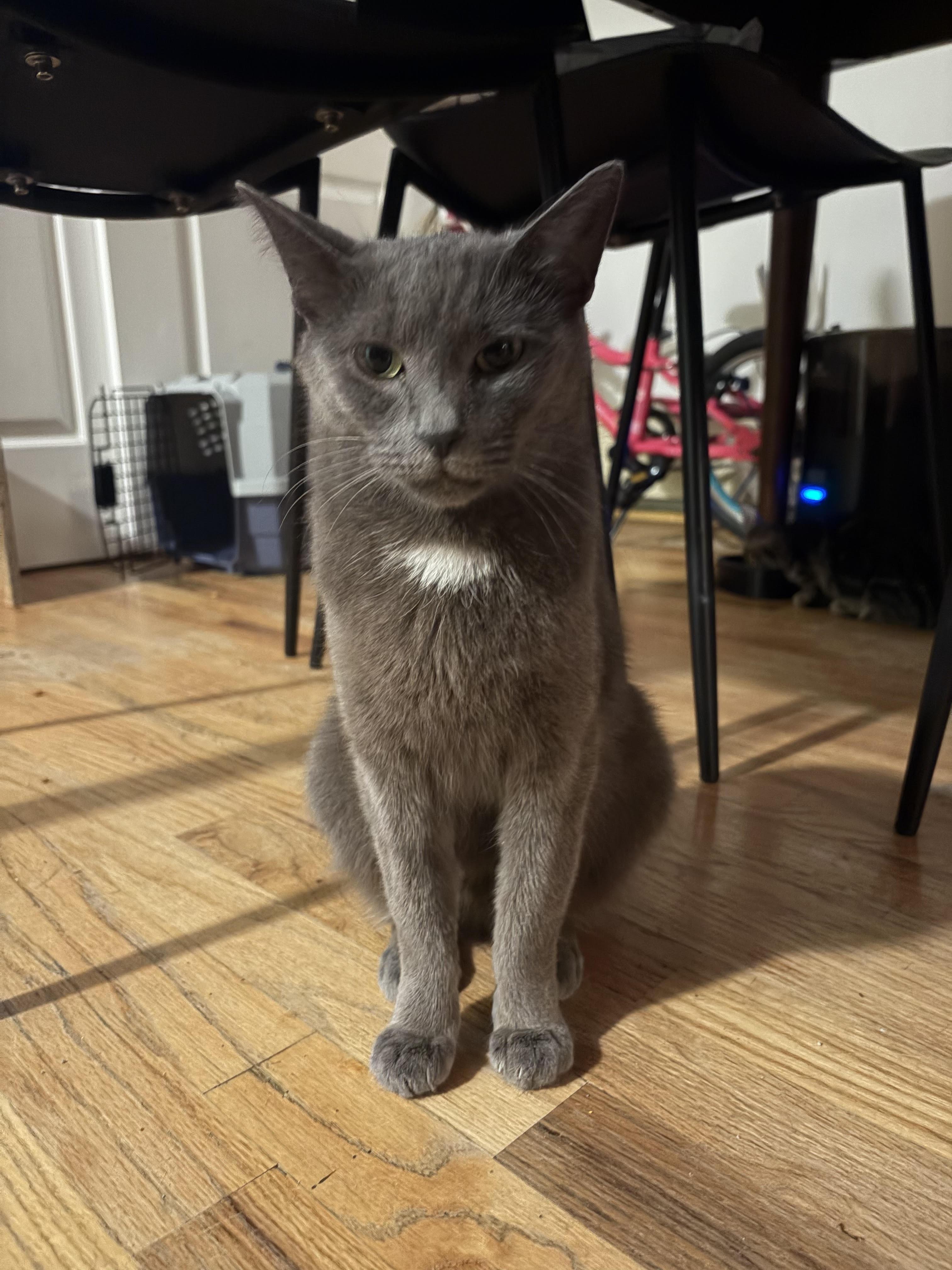 Enlarge Sourdough, a Adoptable mixed breed in New York, NY image 2/2