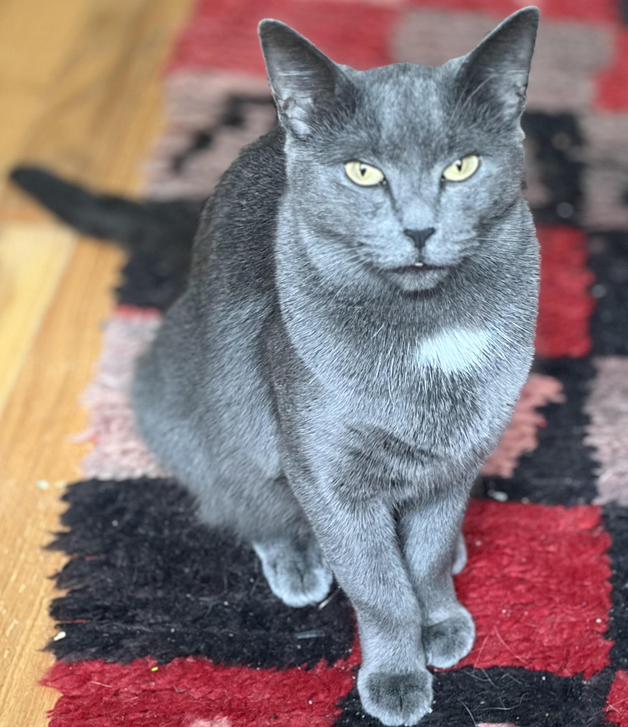 Enlarge Sourdough, a Adoptable mixed breed in New York, NY image 1/2
