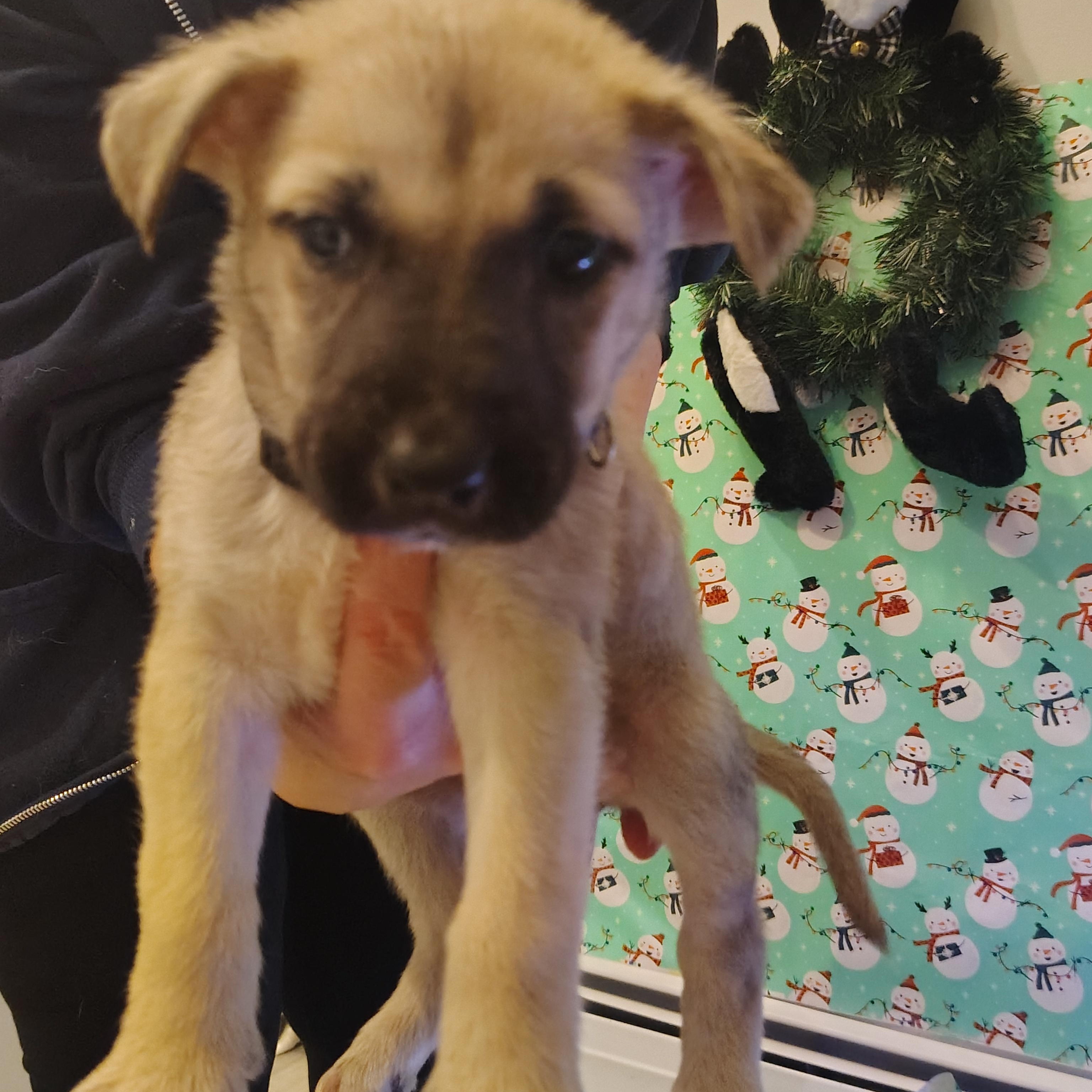 Enlarge Cinderella , an adopted mixed breed in Grove city, OH image 1/6