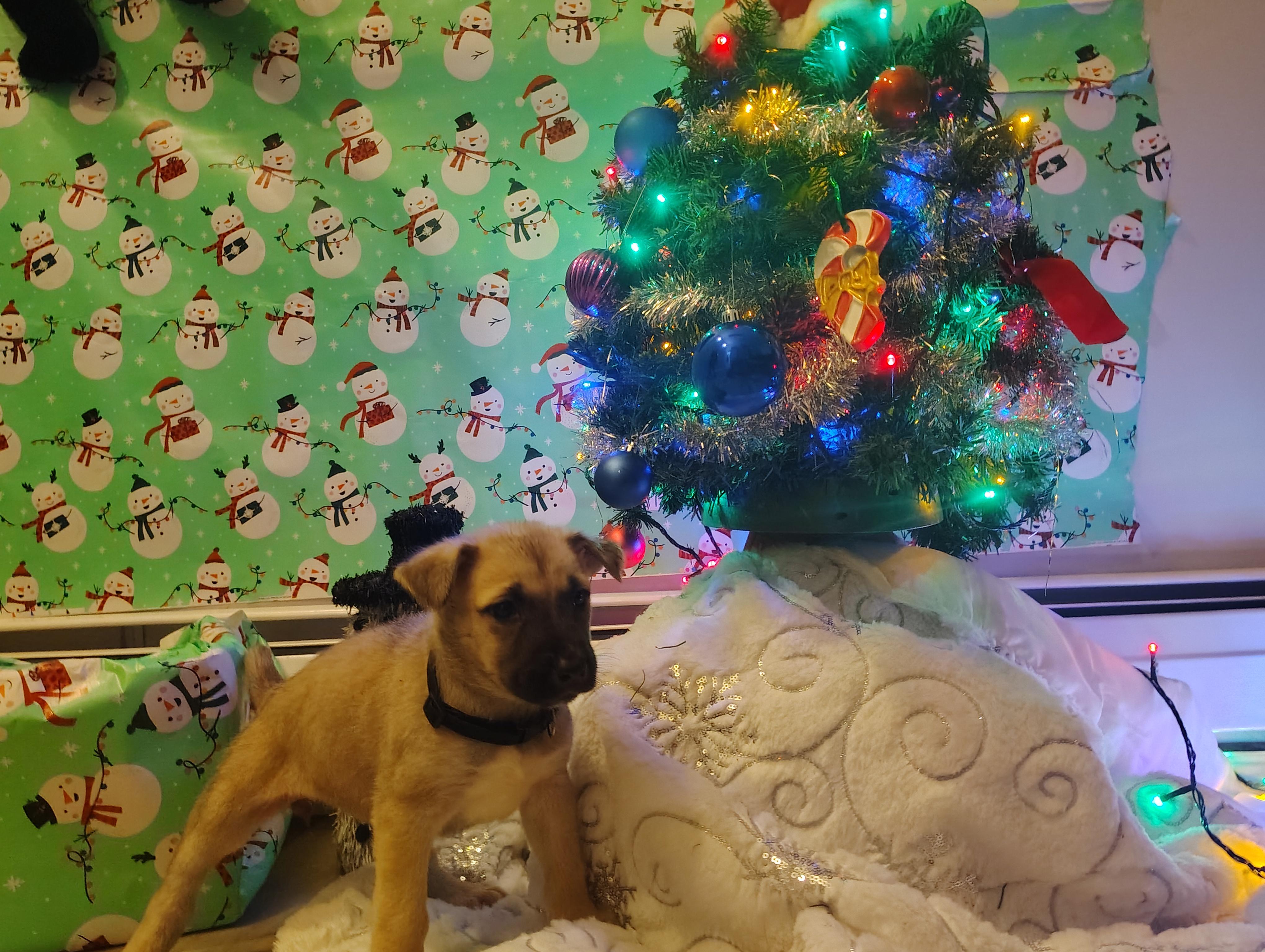 Enlarge Cinderella , an adopted mixed breed in Grove city, OH image 2/6