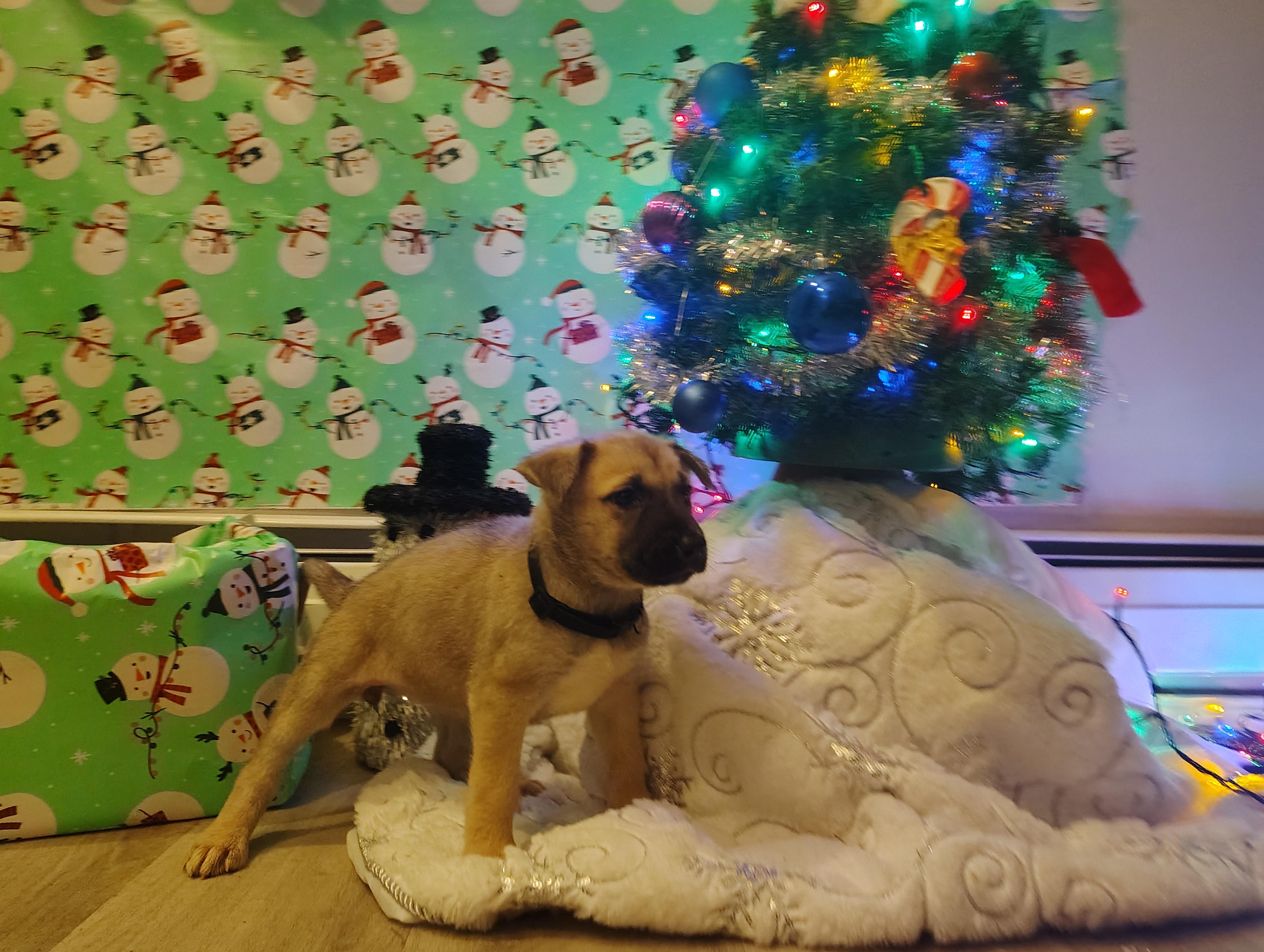 Enlarge Cinderella , an adopted mixed breed in Grove city, OH image 3/6