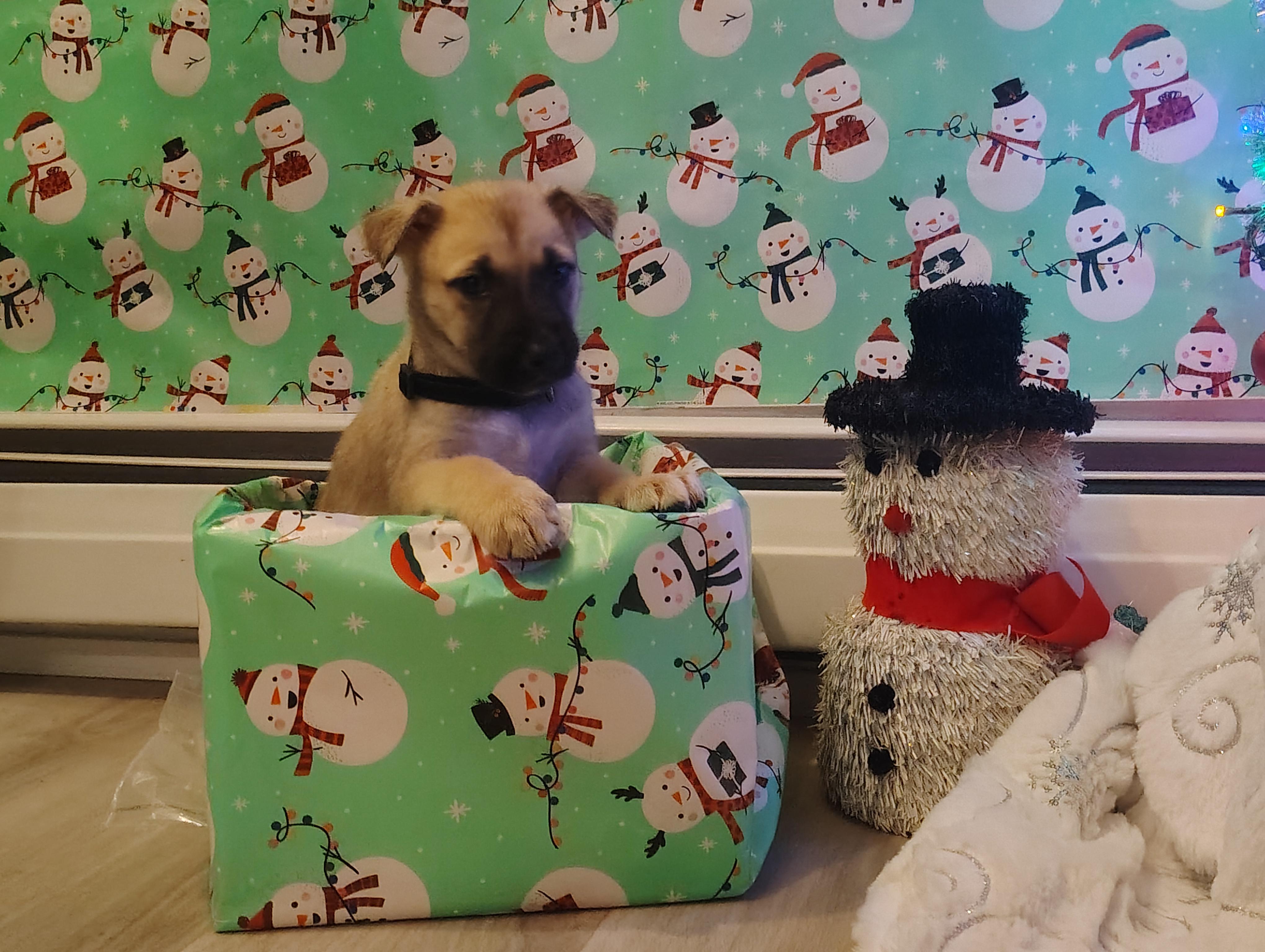 Enlarge Cinderella , an adopted mixed breed in Grove city, OH image 4/6