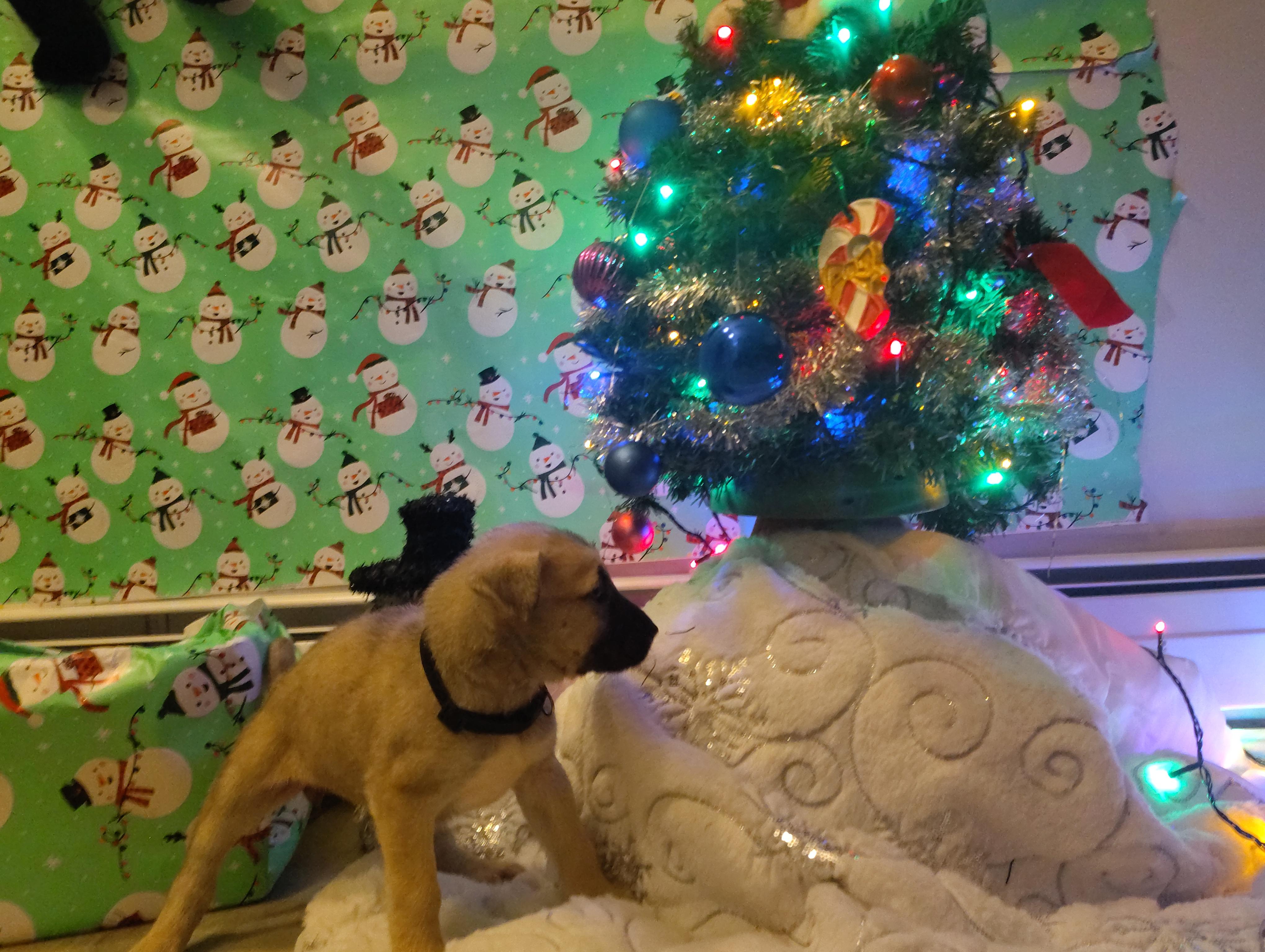 Enlarge Cinderella , an adopted mixed breed in Grove city, OH image 5/6