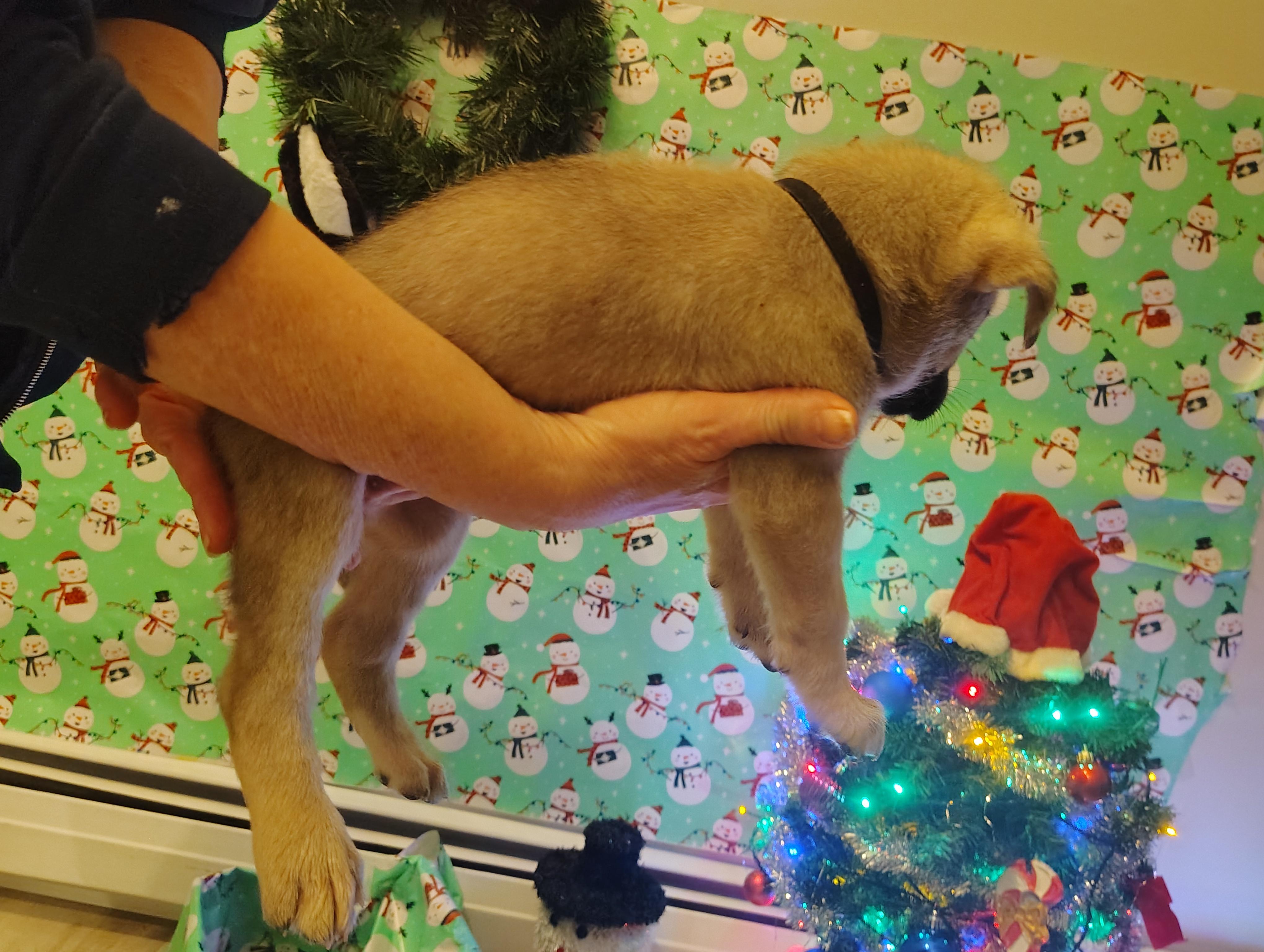 Enlarge Cinderella , an adopted mixed breed in Grove city, OH image 6/6