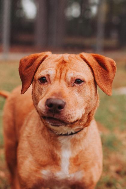 Enlarge 90603A Tippy Toes, a Adoptable mixed breed in North Charleston, SC image 1/3
