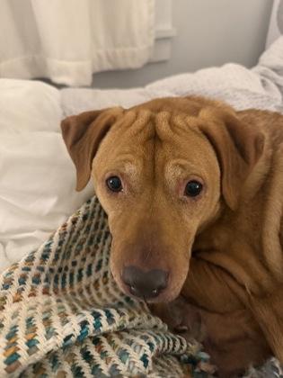 Enlarge 90603A Tippy Toes, a Adoptable mixed breed in North Charleston, SC image 2/3