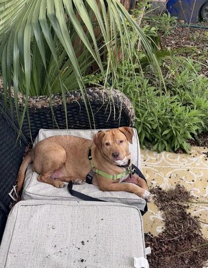 Enlarge 90603A Tippy Toes, a Adoptable mixed breed in North Charleston, SC image 3/3