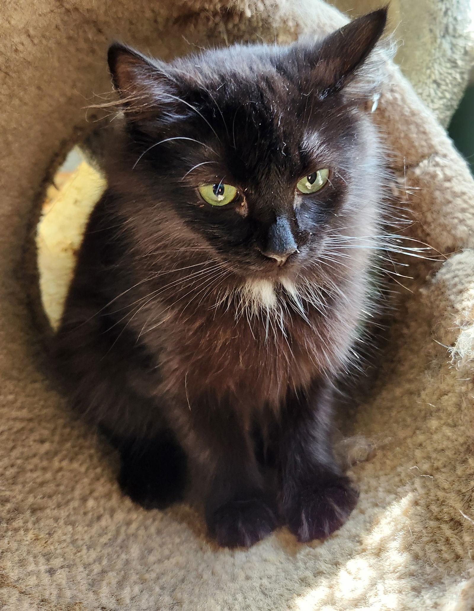 Enlarge Lucy, a Adopted Domestic Long Hair in Crossville, TN image 1/3