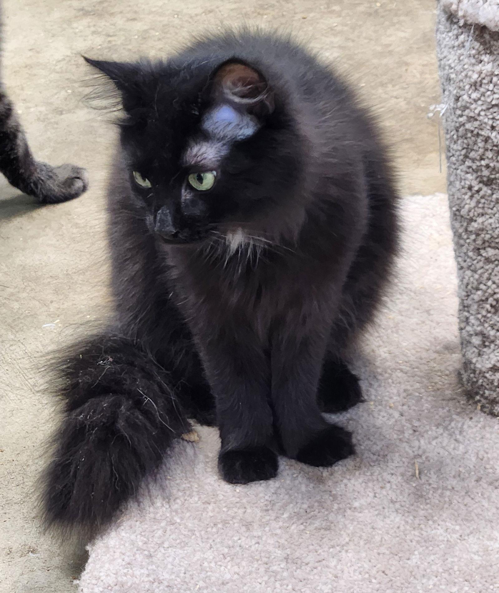 Enlarge Lucy, a Adopted Domestic Long Hair in Crossville, TN image 2/3