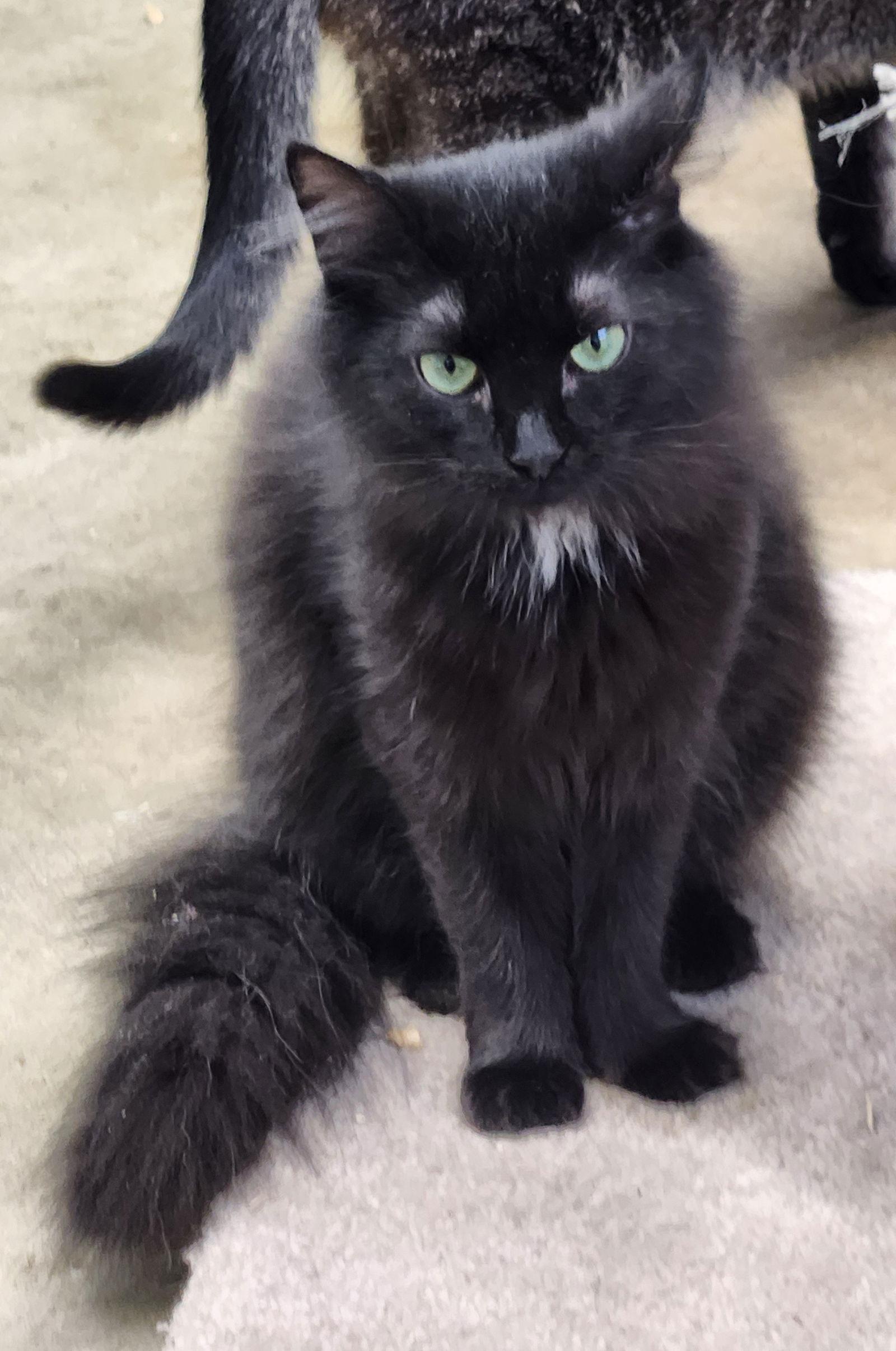 Enlarge Lucy, a Adopted Domestic Long Hair in Crossville, TN image 3/3