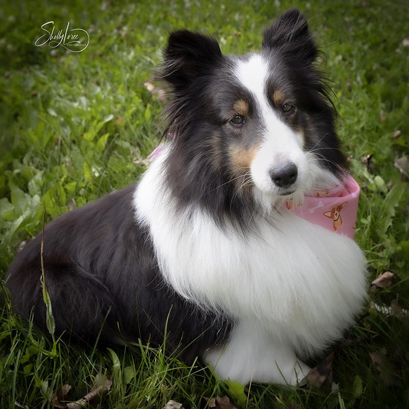 Enlarge Karma, a Adopted Shetland Sheepdog / Sheltie in Calgary, AB image 1/2
