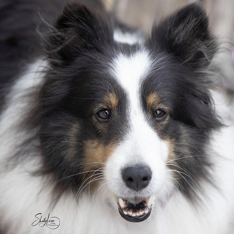 Karma, Adopted, Adult Female Shetland Sheepdog / Sheltie.