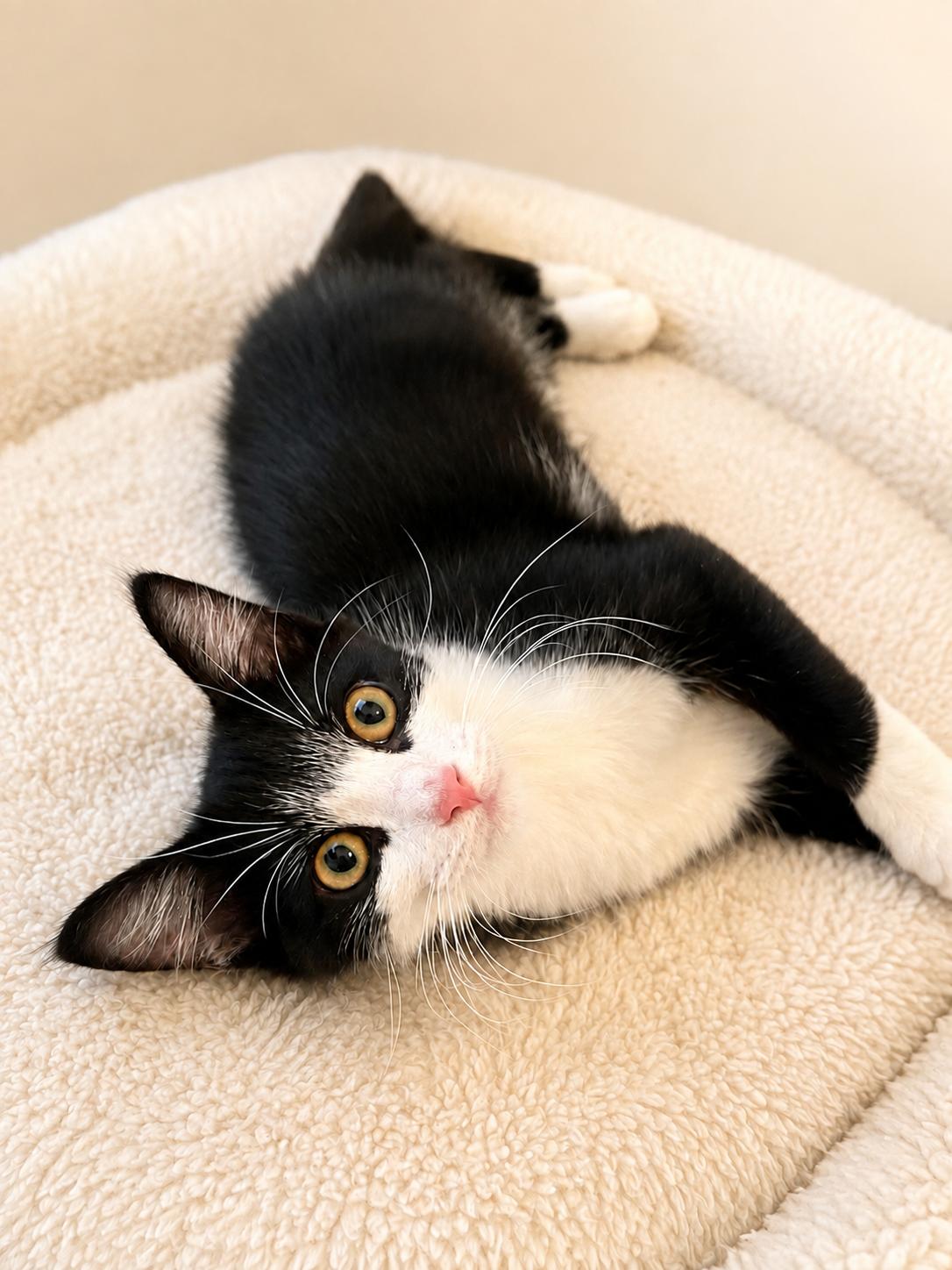 Enlarge Pepper, a ADOPTABLE Tuxedo in Houston, TX image 2/4