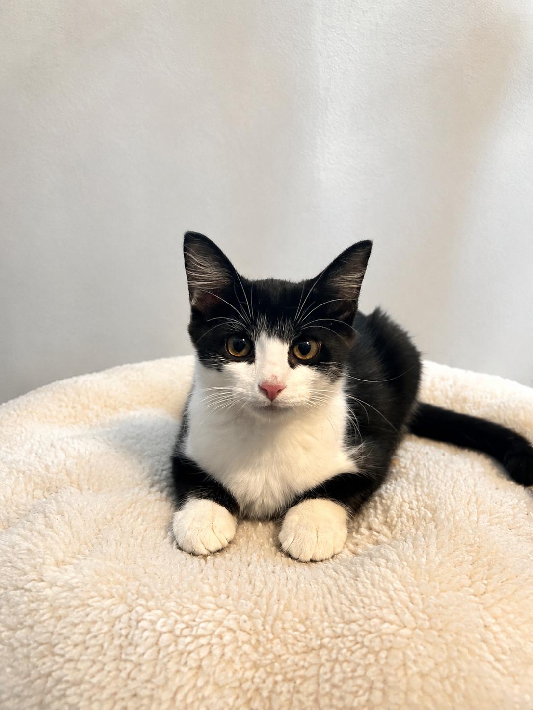 Enlarge Pepper, a ADOPTABLE Tuxedo in Houston, TX image 4/4