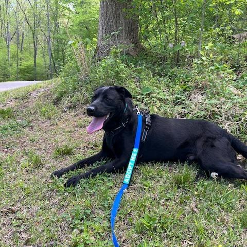 Dipper, Adoptable, Adult Male Black Labrador Retriever & Mixed Breed.