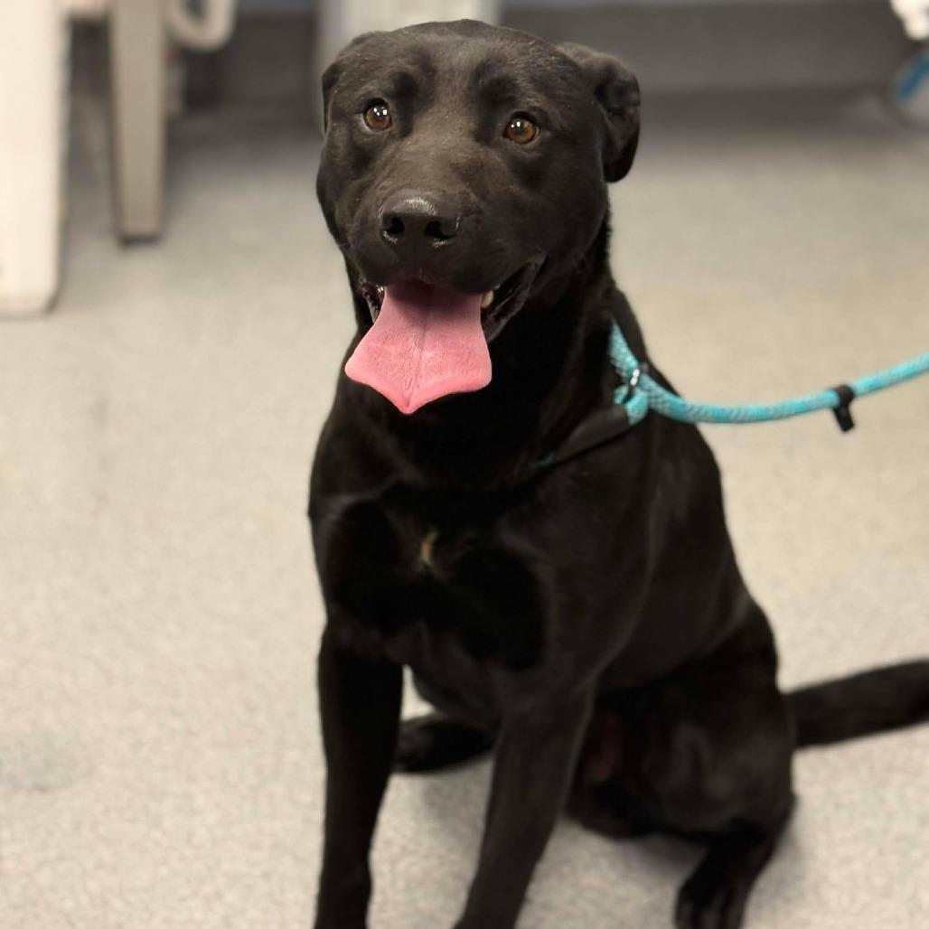 Enlarge Dipper, a Adoptable mixed breed in Martinsville, VA image 1/6