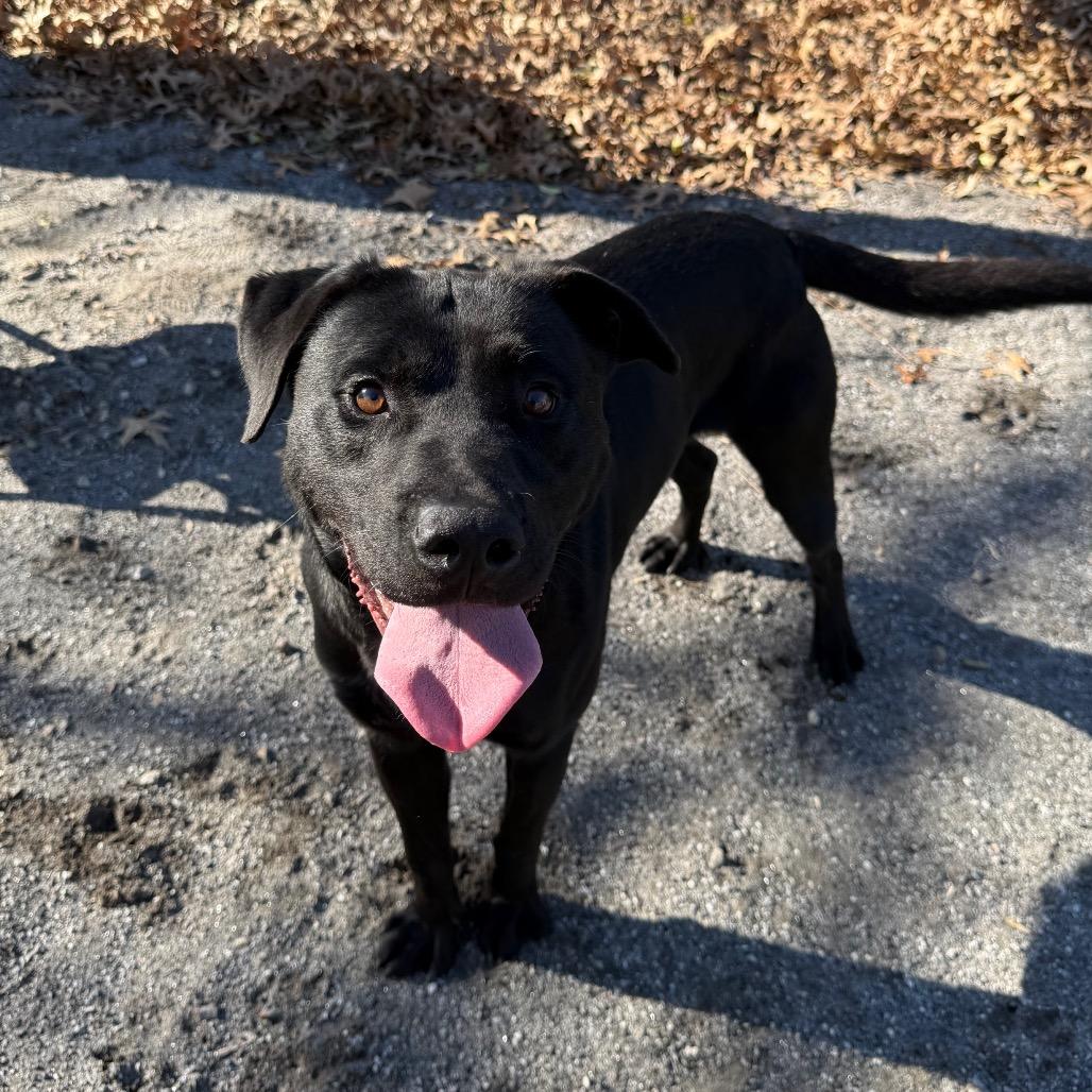 Enlarge Dipper, a Adoptable mixed breed in Martinsville, VA image 2/6