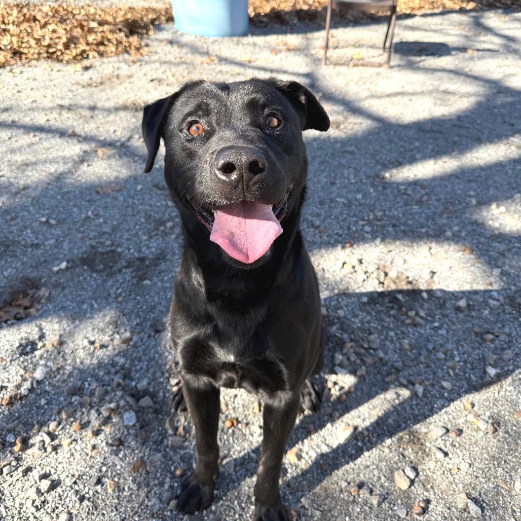 Enlarge Dipper, a Adoptable mixed breed in Martinsville, VA image 2/6