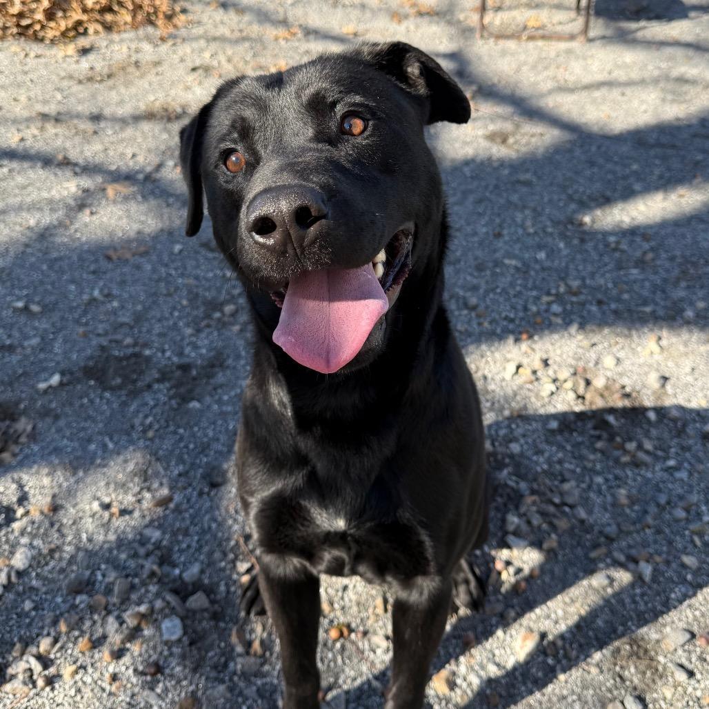 Enlarge Dipper, a Adoptable mixed breed in Martinsville, VA image 3/6