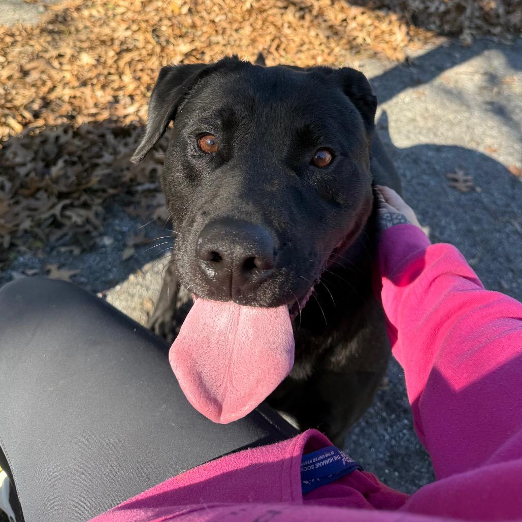 Enlarge Dipper, a Adoptable mixed breed in Martinsville, VA image 4/6