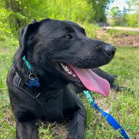 Enlarge Dipper, a Adoptable mixed breed in Martinsville, VA image 3/6