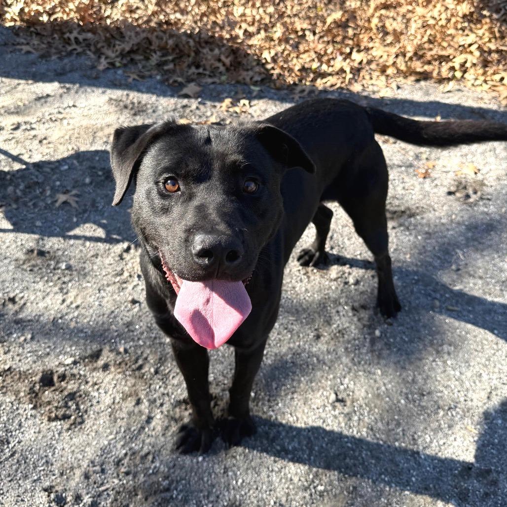 Dipper — thumbnail 4