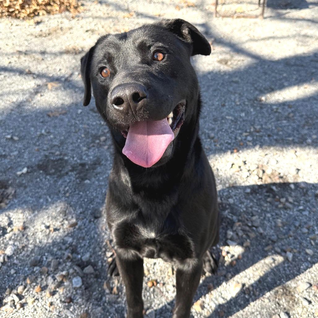 Enlarge Dipper, a Adoptable mixed breed in Martinsville, VA image 5/6