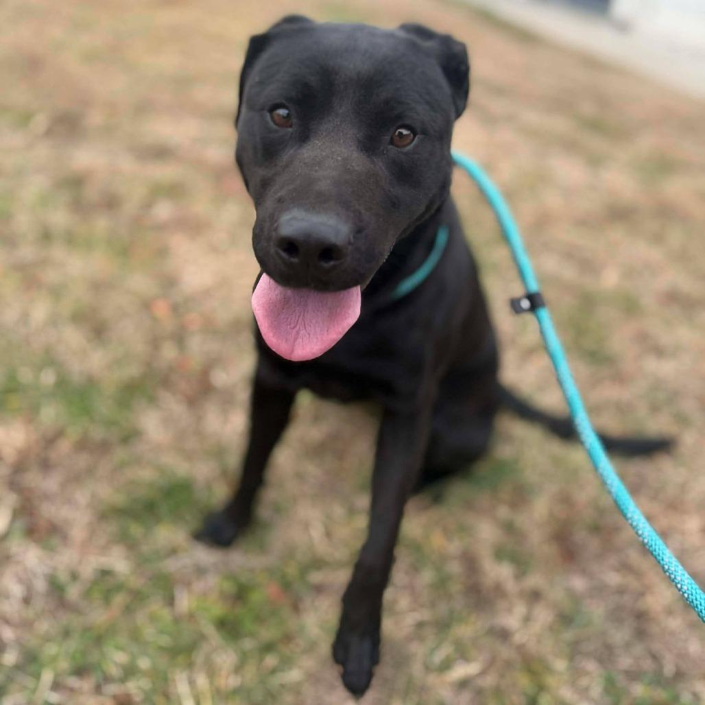 Enlarge Dipper, a Adoptable mixed breed in Martinsville, VA image 6/6