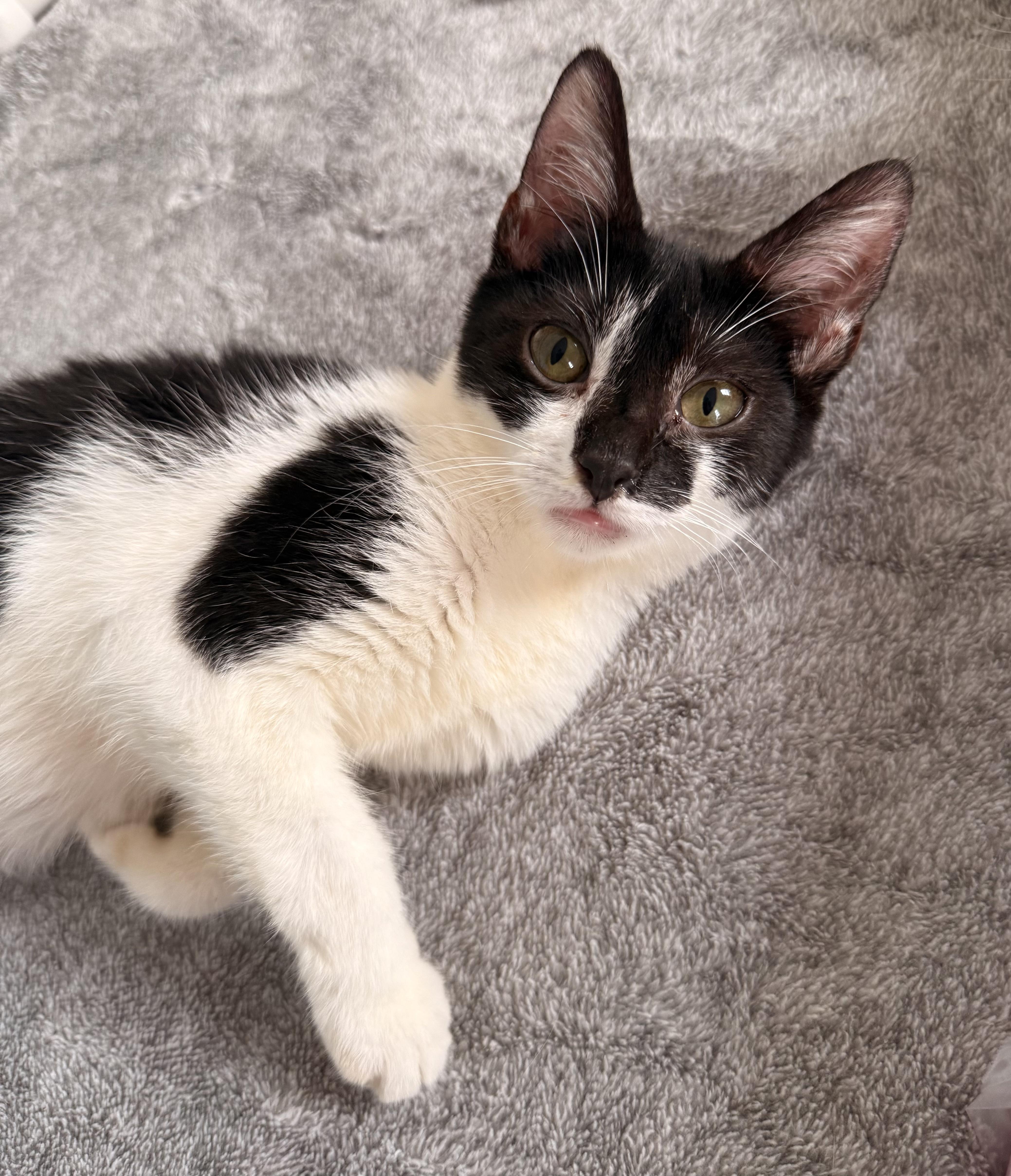 Enlarge STARLA, an adoptable Domestic Short Hair in New York, NY image 1/2