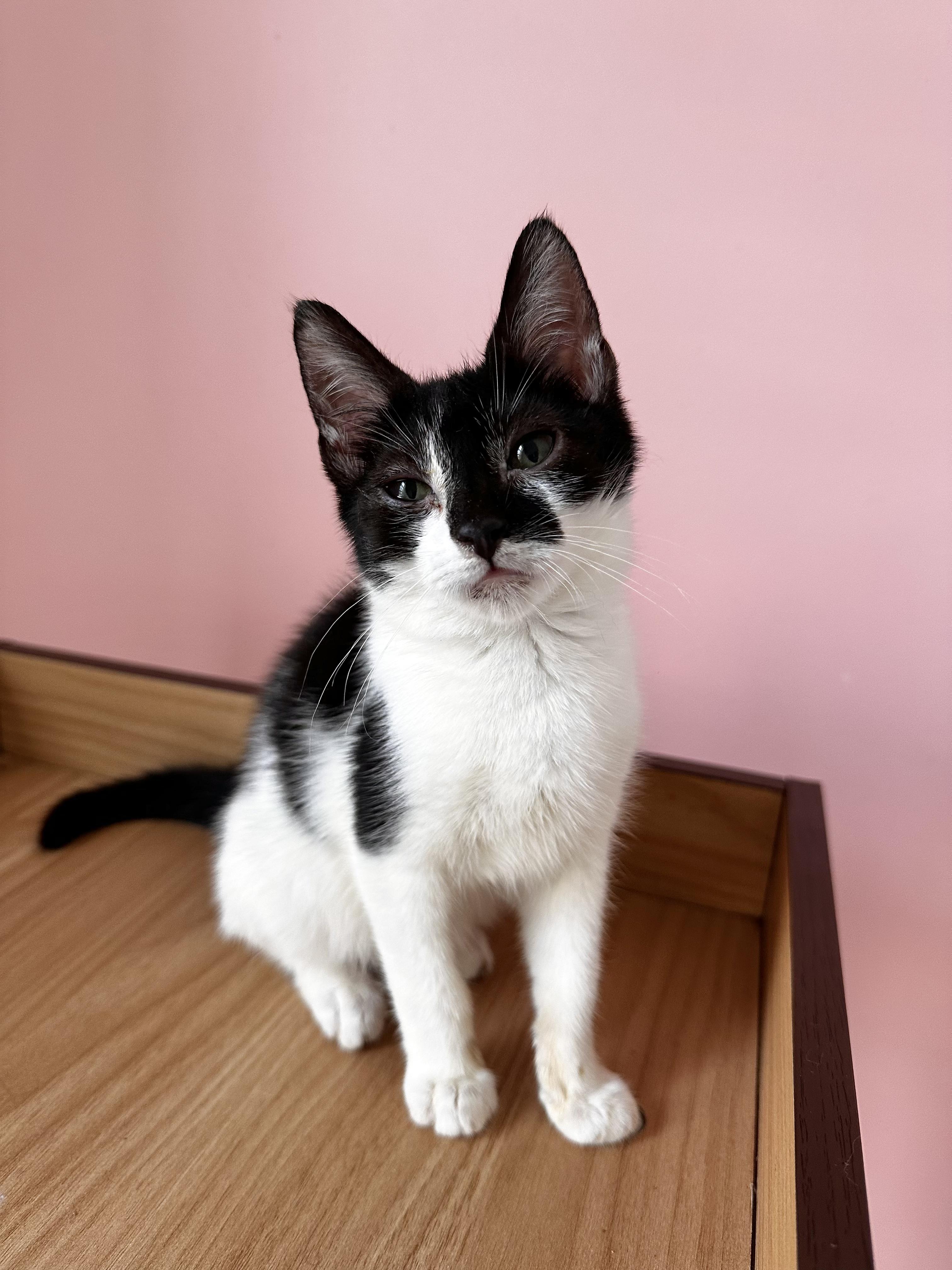 STARLA, adoptable, Kitten Female Domestic Short Hair.