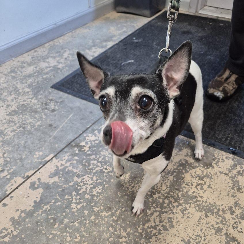 Angel, adopted, Senior Female Mixed Breed.