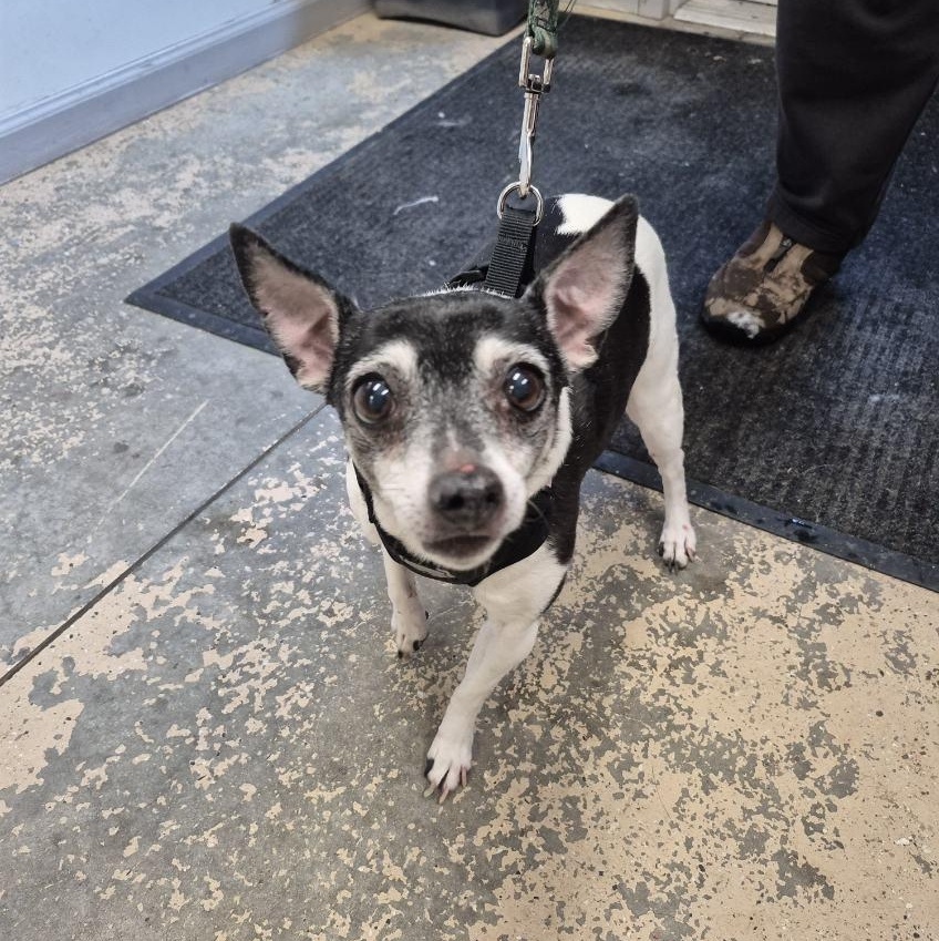 Enlarge Angel, an adopted Mixed Breed in Saint Marys, PA image 2/2