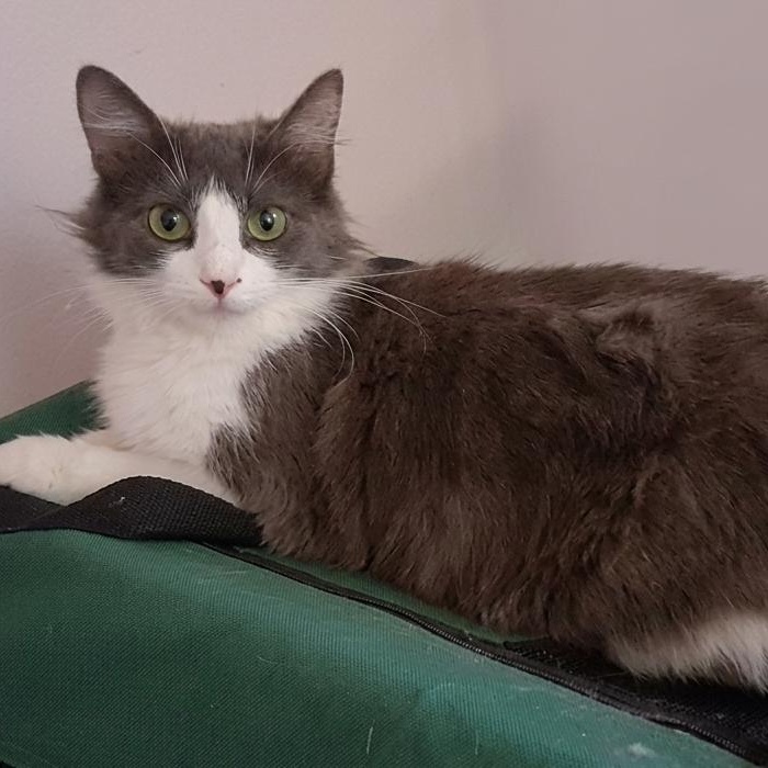 Misty, adopted, Adult Female Domestic Medium Hair.